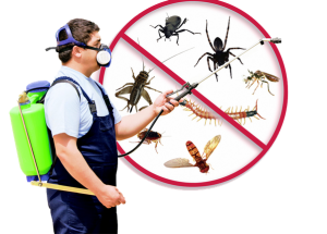 professional pest removal